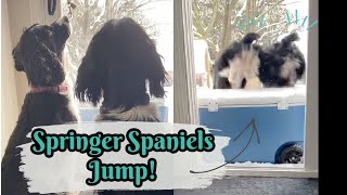 Springer Spaniel Sisters Jump Over Cooler to Go Outside! 🦘 by WhatASpringer 339 views 3 years ago 1 minute, 18 seconds