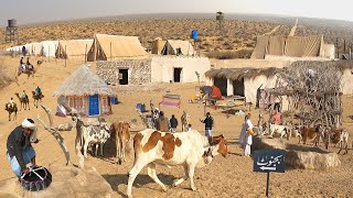 Pakistani Desert Village Life Near India Pakistan Border Bijnot Cholistan Desert