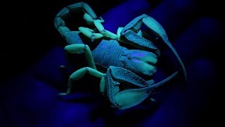 Catching Giant Glow in the Dark Scorpions | Herping South Africa 2016