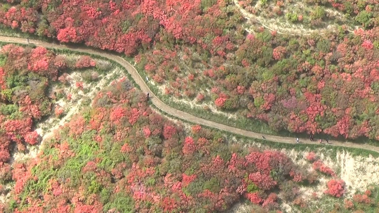 燃えるような赤 山肌染める 葛城山でツツジ見頃 Youtube