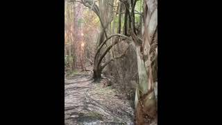 Exploring abandoned trail in woods