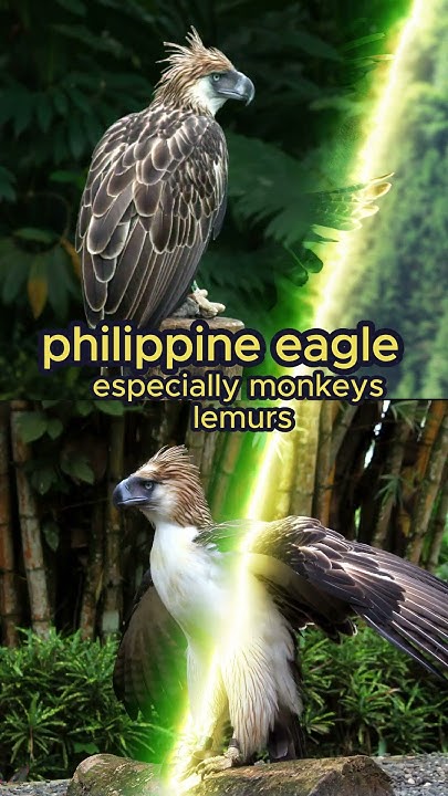 "Secrets of the Philippine Eagle: Mating, Nesting, and Hunting"2024