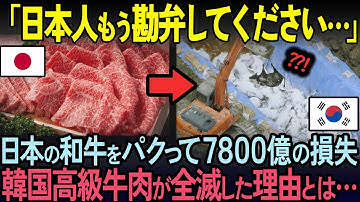 【海外の反応】「もう限界だ…勘弁してください」韓国牛肉産業が崩壊！和牛をパクったせいで日本からおそるべき仕返しが。