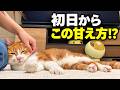 飼い主が家を出て８時間後、猫はこうなっていた。