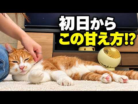 飼い主が家を出て８時間後、猫はこうなっていた。
