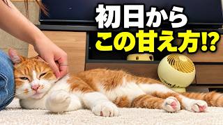 猫の飼い主 飼い主が家を出て8時間後、猫はこうなっていた。 - YouTube