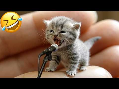 TRY NOT TO LAUGH 😅 Funniest Cats and Dogs 😹🐶 Funny Animals 2026