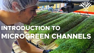 QUICK introduction growing microgreens without soil, using a NEW method