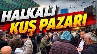 🦜İstanbul🐔Halkali🪿 Kuş 🕊️Pazari🐦 Resimi