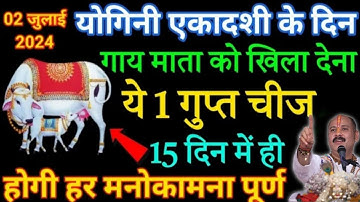 02 जुलाई आषाढ योगिनी एकादशी गाय को चुपचाप खिला देना ये 1 छोटी सी चीज 1 महीने में बनोगे करोड़पति///