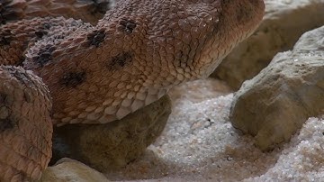 Rắn Đuôi Chuông Sát Thủ Mối Nguy Hại Của Loài Người