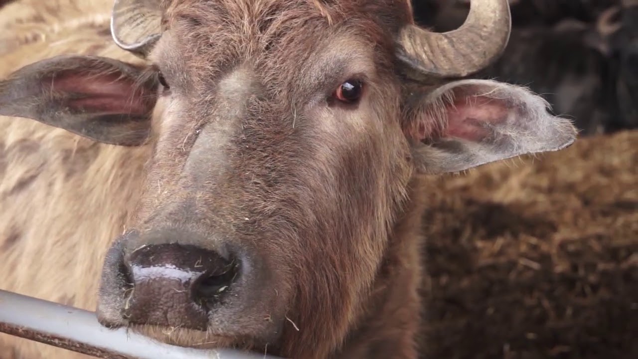 Riverine Ranch HIGHLANDS HERO: RIVERINE RANCH - YouTube