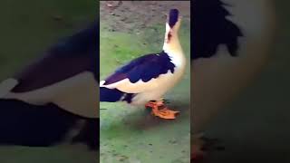 Cute China duck #shorts#cute #animals #viral #funny #subscribe#Seducktive#Duck#Hash