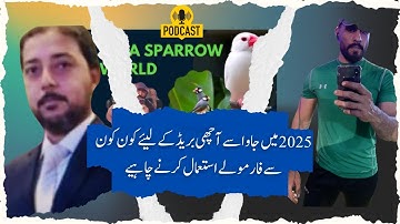 Java Sparrow Seed mix, Fawn Java , Java Sparrow , Java Finch , Lovebird , White Java , Silver Java