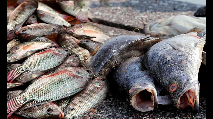 The Most Incredible Fish Market in the World
