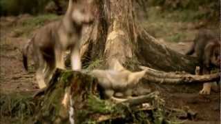 Howling For Wolves PSA
