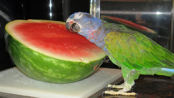 Parrot and Owner had Quite The Conversation! #parrots 😂🦜