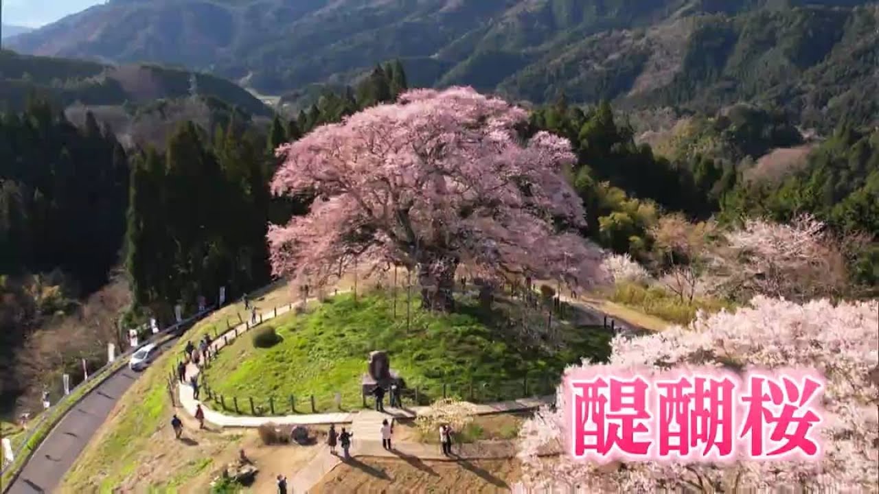 「花見客も戻った」樹齢1000年の醍醐桜が満開【岡山・真庭市】