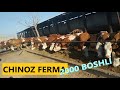 2000 boshli ferma. Chinoz