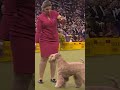From Ireland to Westminster: Soft Coated Wheaten Terrier