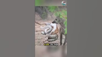Linh Cẩu Dám Cướp Mồi Của Sư Tử #thếgiớiđộngvật