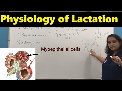 Physiology of Lactation | Nursing Lecture