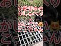 井上尚弥並みのスピードで左の猫パンチを出す【おしゃべり猫】お散歩猫 #shorts