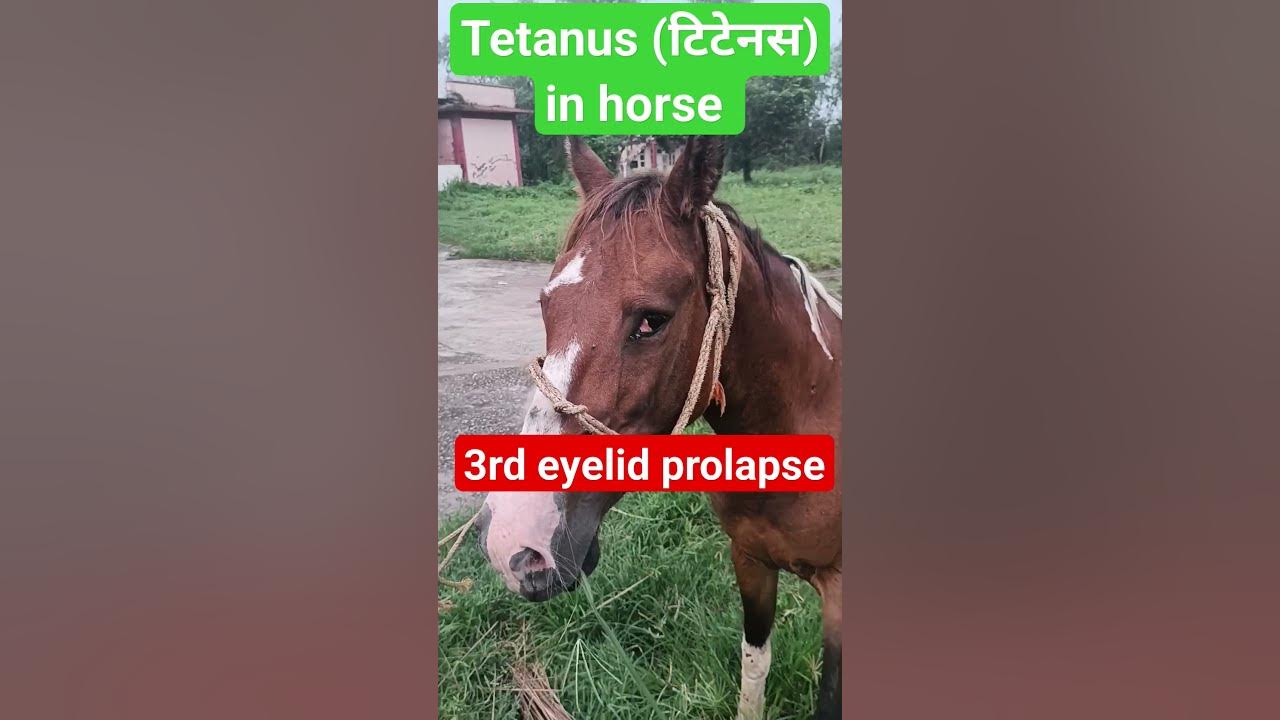 Tetanus in horse /3rd eyelid prolapse/hyperesthesia/stiff body YouTube