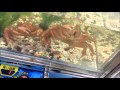 US　サブマリンキャッチャー　【毛ガニキャッチャー】 生き物 水槽