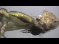A Tadpole Eaten Alive by a Merciless Dragonfly Nymph