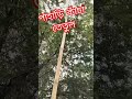 পাহাড়ি তেঁতুল।