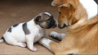 Cute Puppy Is Sad After It's Mother Pass Away by Animals007 609 views 2 weeks ago 4 minutes, 42 seconds
