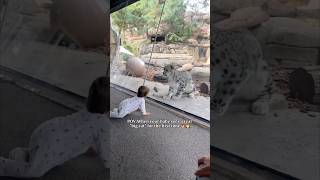 When Baby Meets a Big Cat for the First Time—An Exciting and Thrilling Adventure🐯😸 #animals #cute