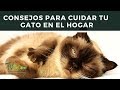 Consejos para cuidar tu Gato en el hogar - TvAgro por Juan Gonzalo Angel