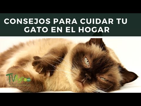 Vídeo: Como Cuidar Das Garras De Um Gato Doméstico