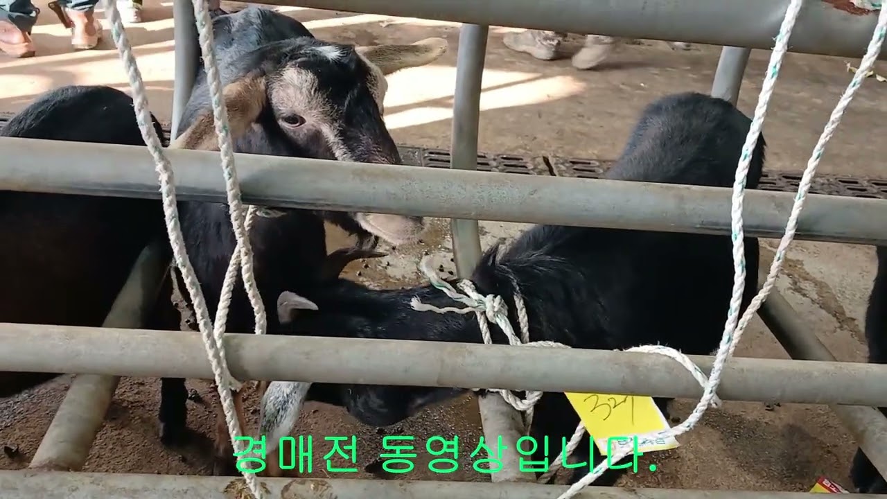 1월14일 보성염소경매장 염소4(암1,숫3)마리구매/경매전 동영상.