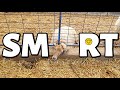 EWE give sheep a BAD name.🤦‍♀️ | …I can’t make this stuff up. | Vlog 455