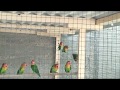 Lovebird Fisher ko new colony me shift kiya in Urdu/Hindi.