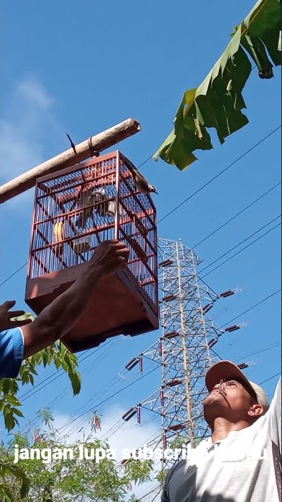 memulut burung trucukan liar.sangatlah mudah boskuu 👍