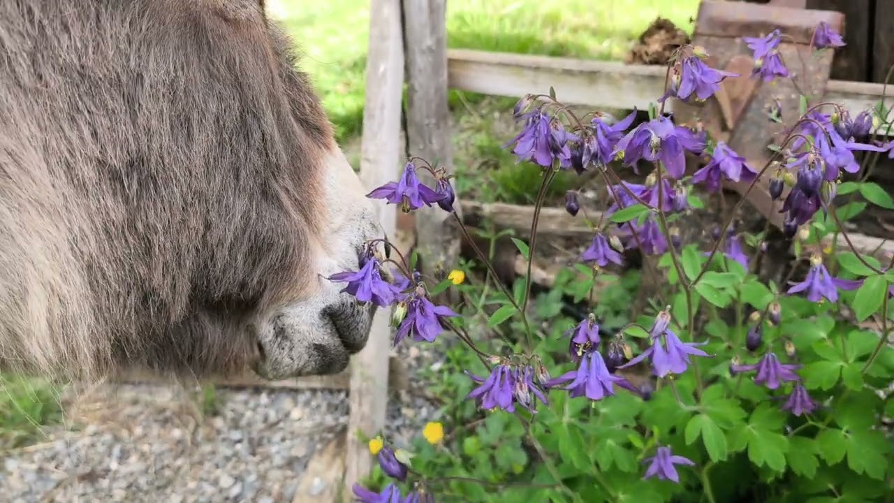 Quand Sidonie de Bel'Âne se prend pour une ancolie des Alpes