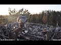 USE CAUTION ~ The Goshawk returns, parent dive bombs 2019 07 12 14 08 16 415