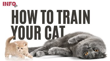 How to train your cat | How to train a cat | How To Train Your Cat: Beginners Start Here