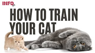 How to train your cat | How to train a cat | How To Train Your Cat: Beginners Start Here by Info Engine - Pets 41 views 1 year ago 2 minutes, 54 seconds