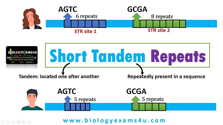 What are Tandem Repeats in DNA? Short Tandem Repeats (STR) and its applications