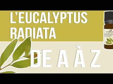 Vidéo: Variétés d'arbres d'eucalyptus - Quels sont les types courants d'arbres d'eucalyptus