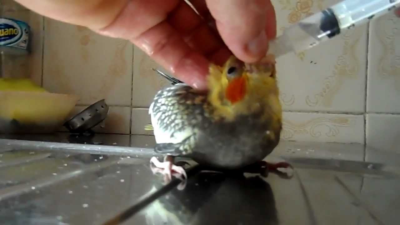 O Que Dar Para Calopsita Filhote Comer