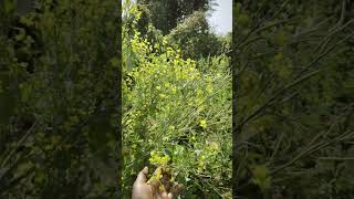 #yehumagyehai❤️##sukun#likeplz