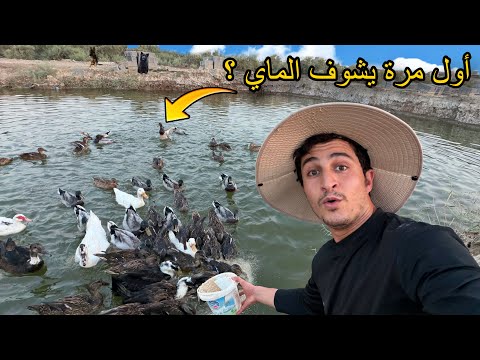 I took the ducks to the lake for the first time.. their reaction was amazing! 🦆😧