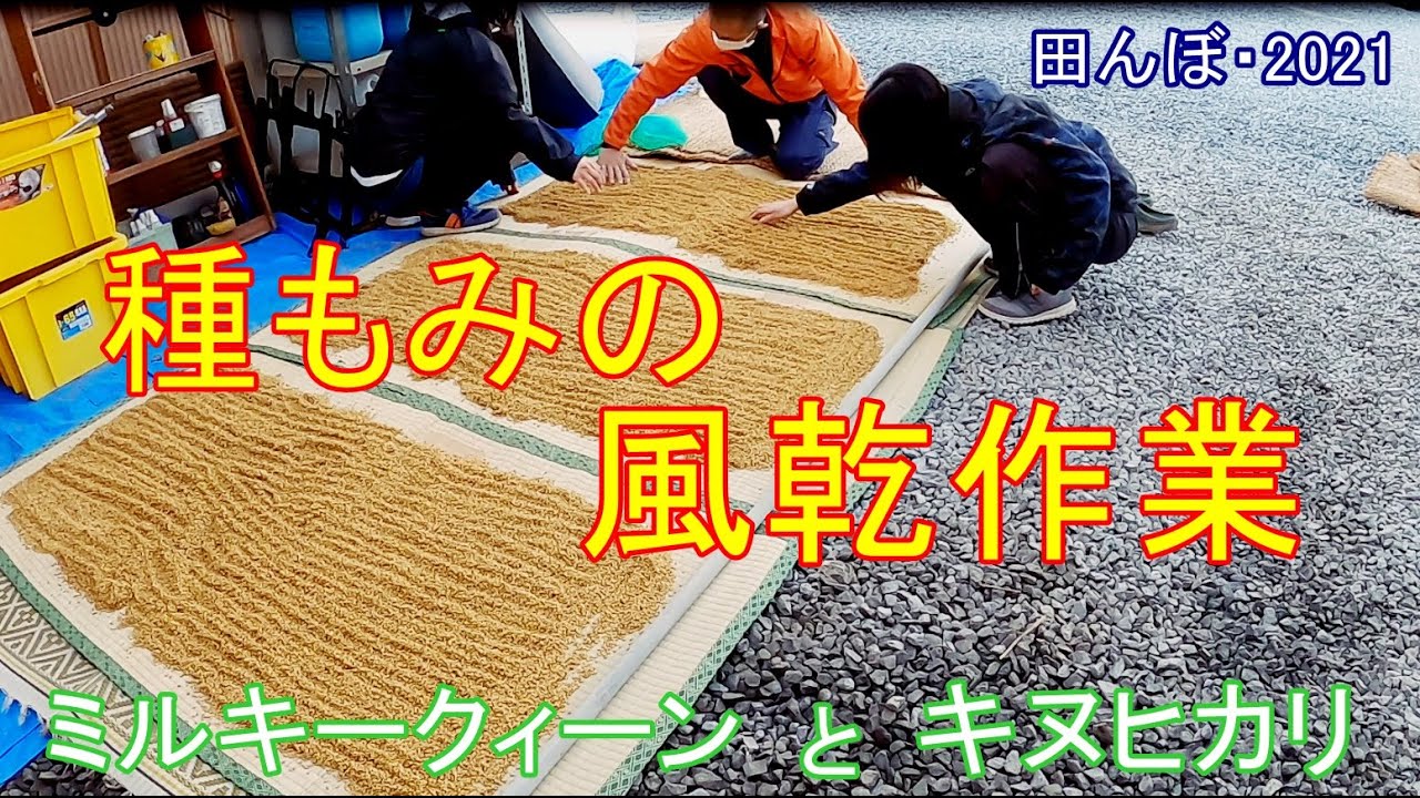 キヌヒカリ苗 50枚