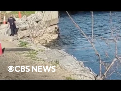 Officer rescues dog from river in New York